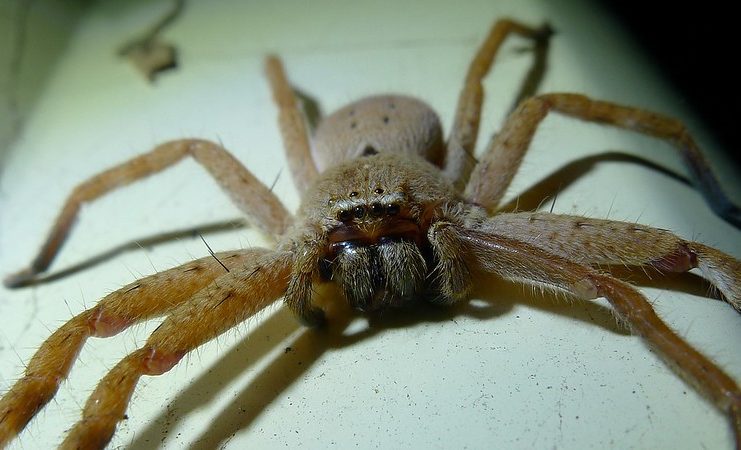 Huntsmen spider australian