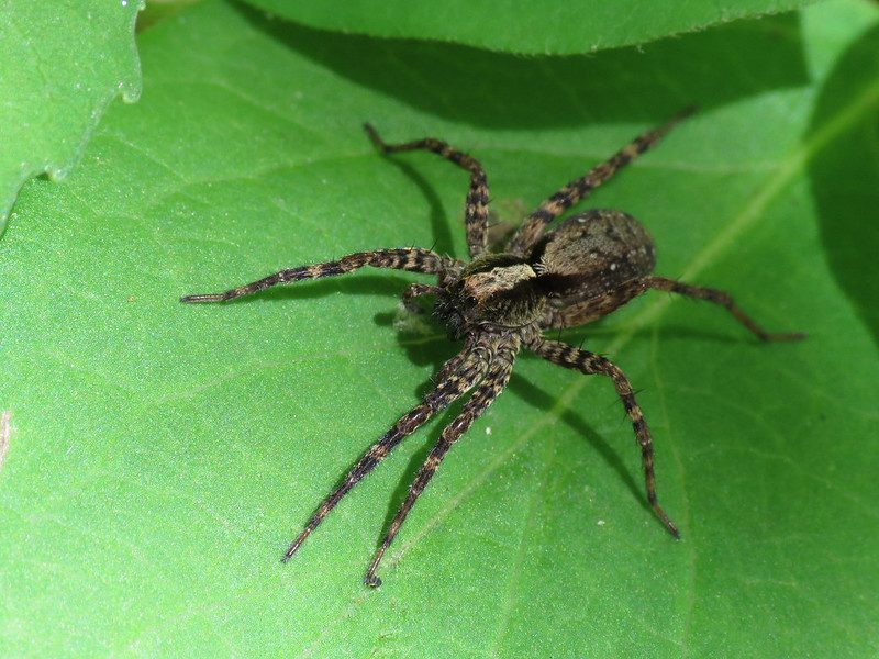 Wolf spiders