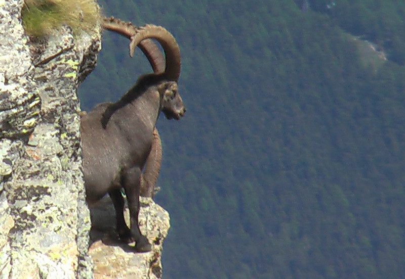 Alpine Ibex The Hungry Beast That Wanders The Alps