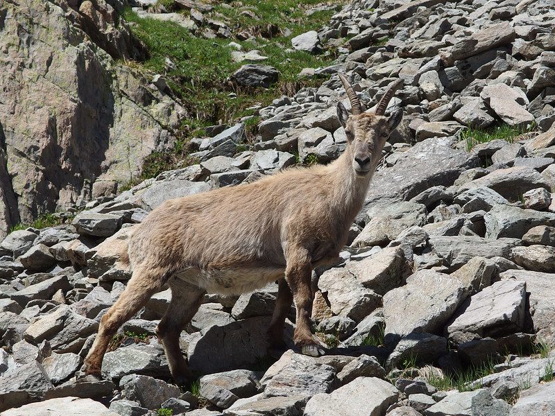 Alpine Ibex The Hungry Beast That Wanders The Alps
