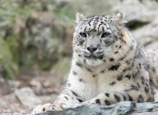 The Snow Leopard Is The Most Beautiful Big Cats