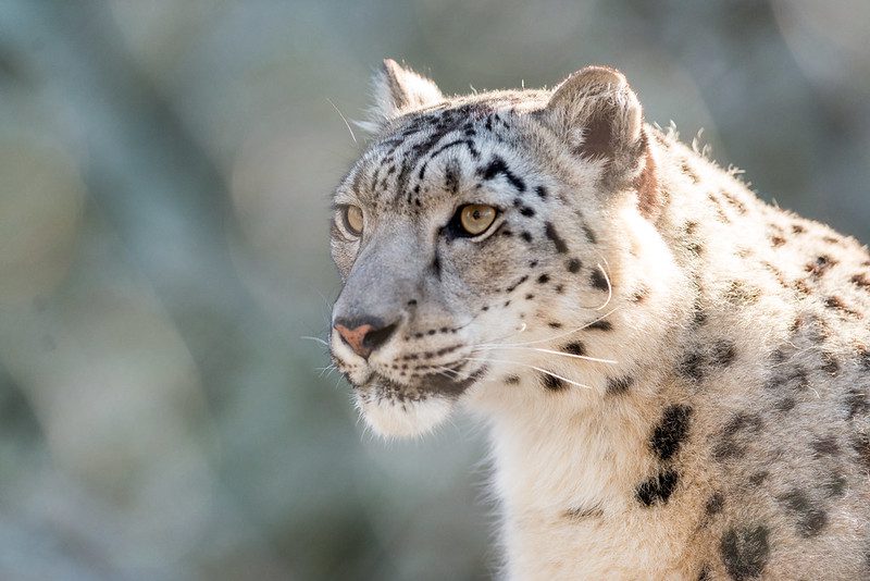 The Snow Leopard Is The Most Beautiful Big Cats