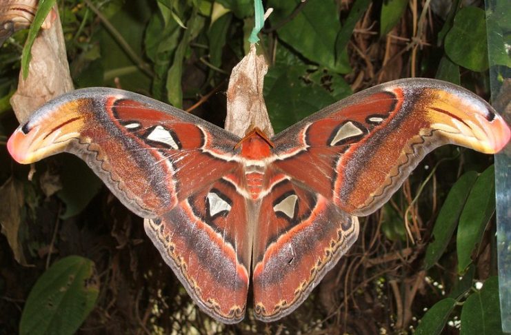 Attacus atlas - one of the largest moths in the world