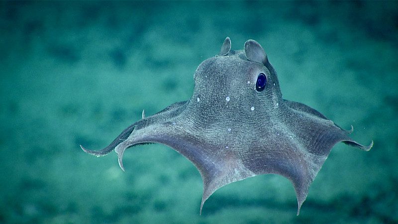 Dumbo Octopus The Cutest Cephalopod Youve Never Seen