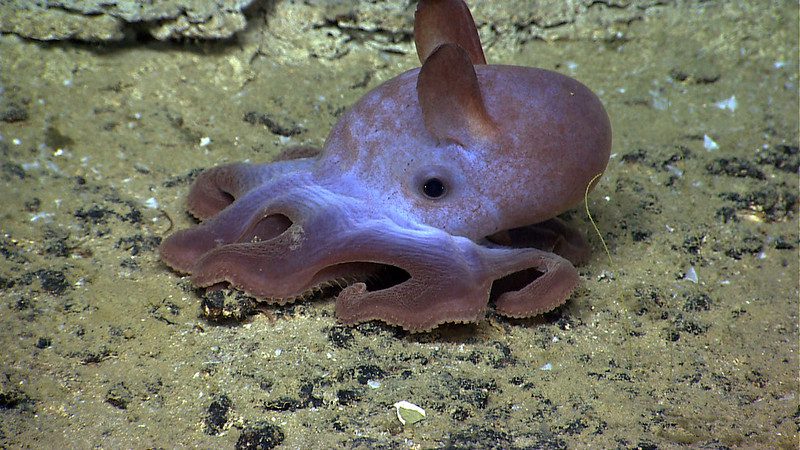 Dumbo Octopus The Cutest Cephalopod Youve Never Seen