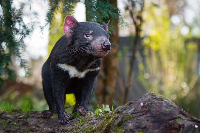 Tasmanian Devils A Guide to Their Habitat Behaviour and Threats