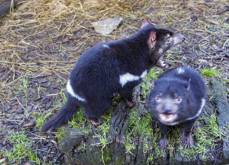 Tasmanian Devils A Guide to Their Habitat Behaviour and Threats