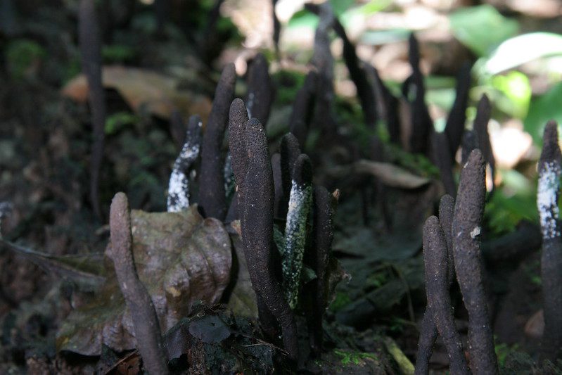 Dead mans fingers fungi
