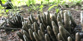 Dead Mans Fingers Fungi