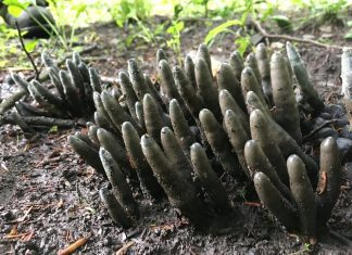 Dead Mans Fingers Fungi