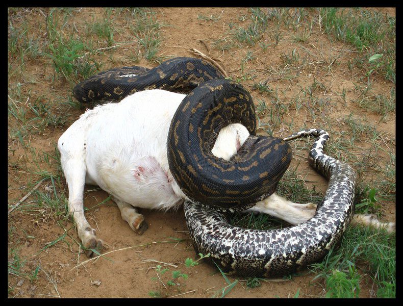 African rock python approx ft constricting female domestic goat