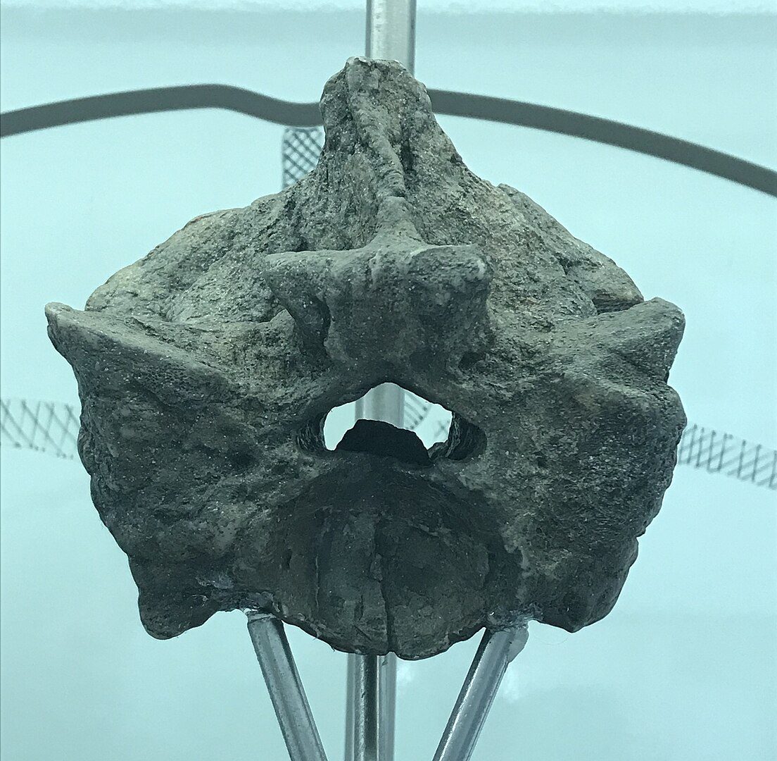 Fossilized titanoboa vertebrea at the jose royo gomez geological museum in bogota colombia