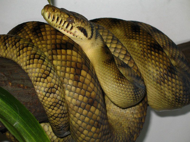 High yellow sorong amethystine scrub python