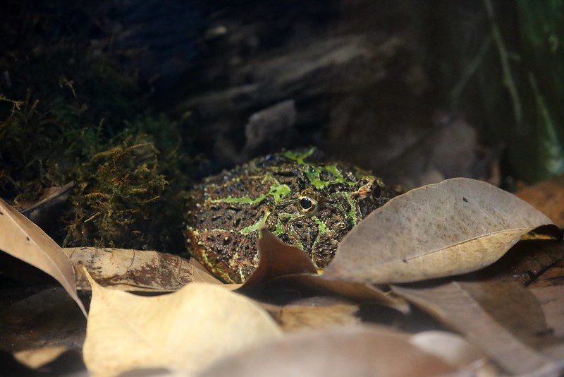 Horned frogs