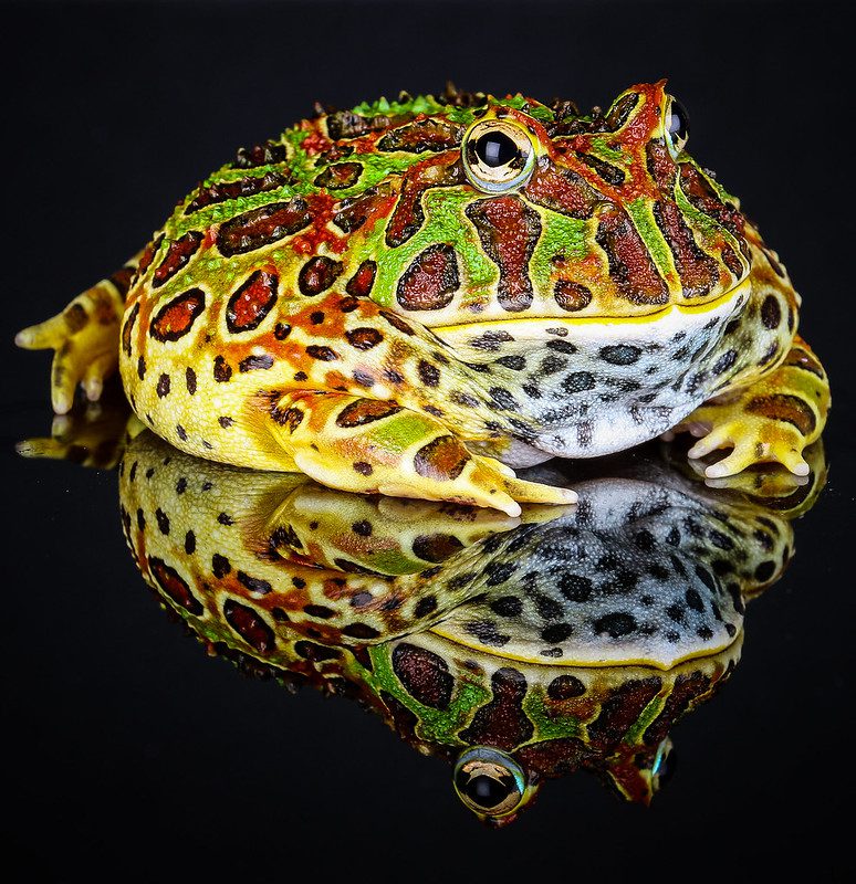 Horned frogs