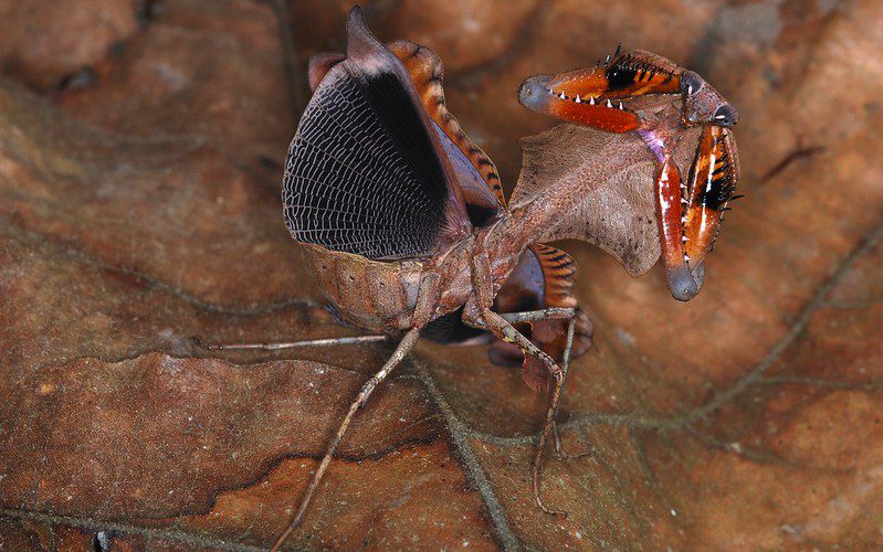 The dead leaf mantis