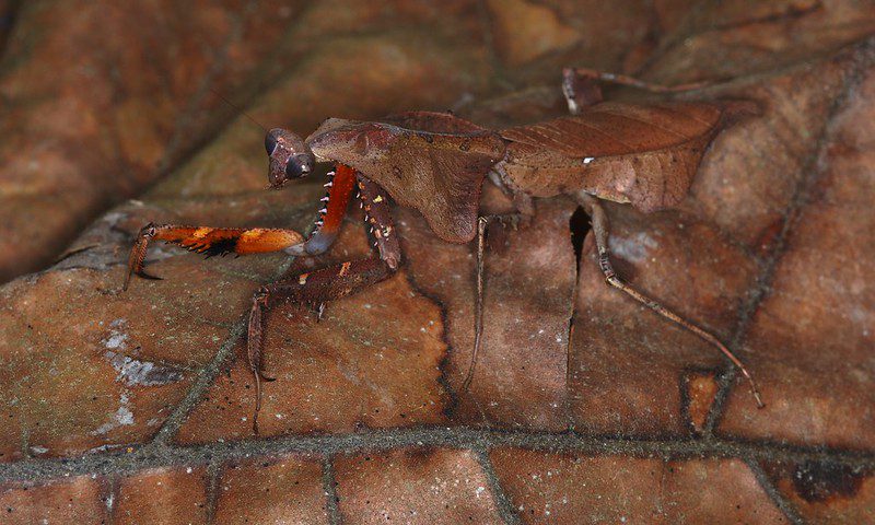The dead leaf mantis
